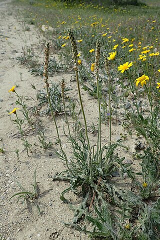 <i>Plantago albicans</i> Species of plant