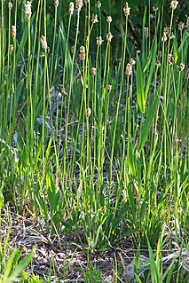 <i>Plantago tweedyi</i> Species of flowering plant in the plantain family Plantaginaceae