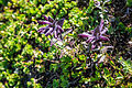 Plants from Sasso Adam 39.jpg