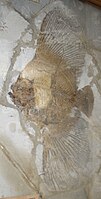 Platax macropterygius, tipico pesce del giacimento fossilifero eocenico di Bolca
