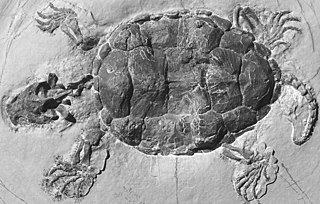 <span class="mw-page-title-main">Platychelyidae</span> Extinct family of turtles