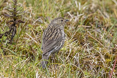 Plumbeous sierra finch (Geospizopsis unicolor geospizopsis) female Chingaza.jpg