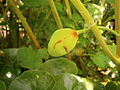 Podophyllum hexandrum maturing fruit