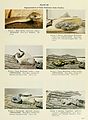 Poisonous snakes of the world (Page 207) BHL11739665.jpg