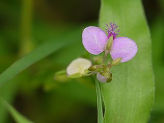 <i>Polygala persicariifolia</i> Species of flowering plant