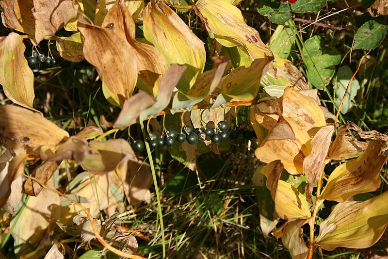 File:Polygonatum-multiflorum-berries.jpg