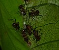 Nest between leaves