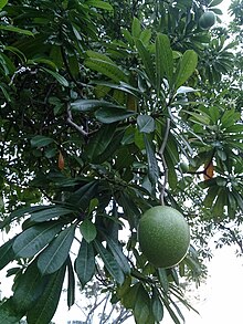 Cerbera odollam Pong pong tree.jpg