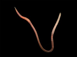 <i>Pontoscolex</i> Genus of earthworms