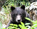 Portrait of a young bear (1751270698).jpg