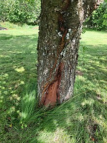 Damaged bark of a cherry tree Poskozena borka na tresni 20210821 150436.jpg