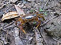 Potamonautes isimangaliso live.jpg