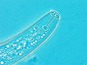 Описание картинки Pratylenchus Penetrans WI 63x27-5-99.jpg.