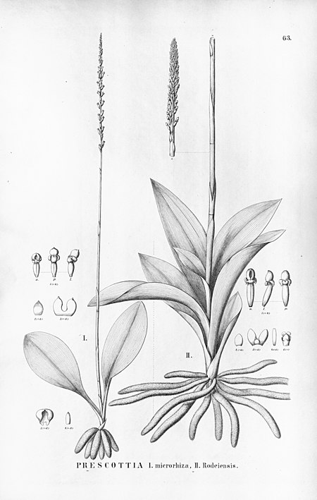Prescottia rodeiensis