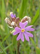 Primula (Primula algida)