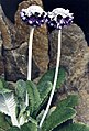 Primula capitata subsp. mooreana