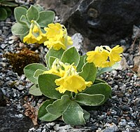 Un esemplare di Primula palinuri al giardino botanico di Göteborg. A Maratea è presente un endemismo, in maniera puntiforme, di questo fiore, l'unico in Basilicata.