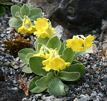 Primula palinuri