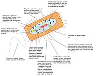 A label diagram explaining the different parts of a prokaryotic genome Prokaryotic Cell Diagram.jpg
