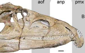 Proterosuchus fergusi.png