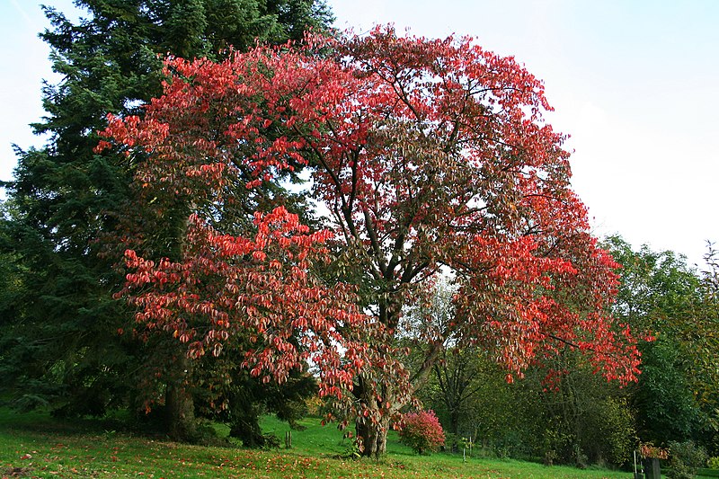 File:Prunus sargentii JPG1b.jpg