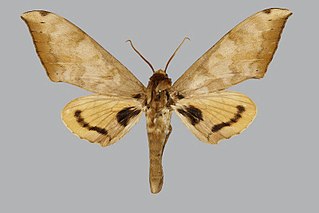 <i>Pseudoclanis canui</i> Species of moth