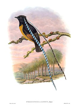 Karaliaus Alberto rojaus paukštis (Pteridophora alberti)
