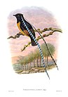 King of Saxony Bird-of-paradise, Pteridophora alberti