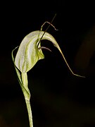 Pterostylis tenuissima