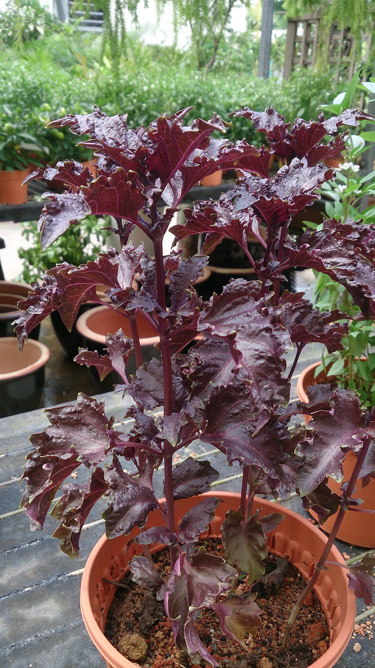 File Purple Basil Ocimum basilicum .jpg Wikimedia Commons