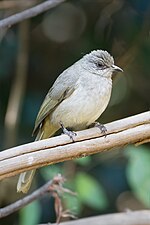 Miniatura per Bulbul ullgrís