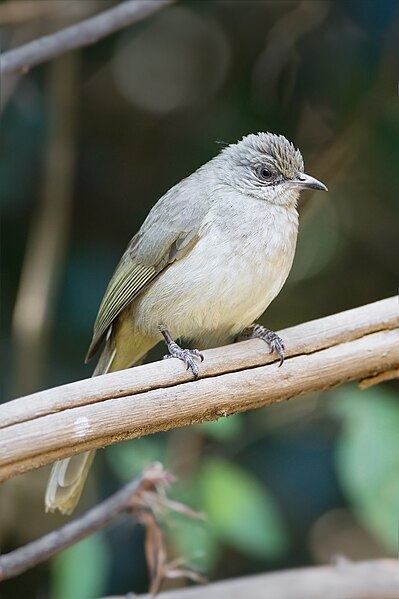 File:Pycnonotus conradi - Kaeng Krachan.jpg