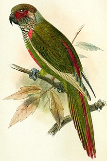 Pyrrhura emma Catalogue of the birds in the British Museum (1874) (14753109524).jpg