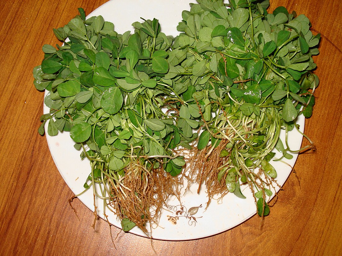 File:Qasuri Methi.JPG