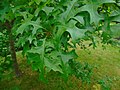 Quercus palustris Roble de los pantanos