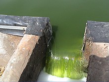 Effluent from a high rate algae pond and two maturation ponds in Attaouia, Morocco. Note the green color, caused by algae. Reutilisation a Attaouia effluent utilise (11323854204).jpg