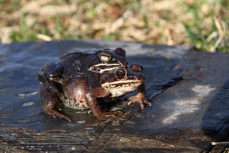 Wood Frogs