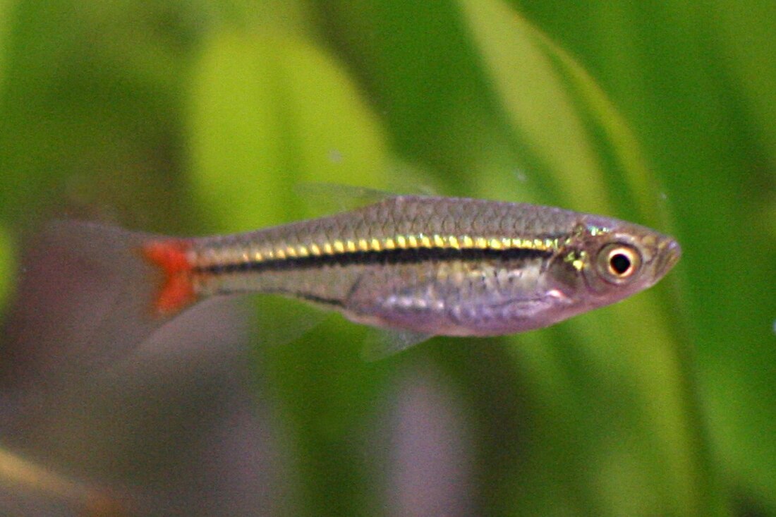 Raudonuodegė rasbora