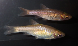 Rasbora vulcanus