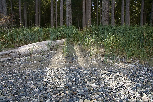 Rathtrevor Beach Provincial Park - Wikipedia