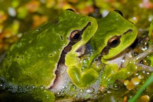 4:e plats, Lövgrodor i Esperöds naturreservat