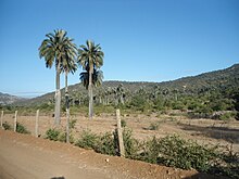 Reserva Las Palmas Chépica VI Región.JPG