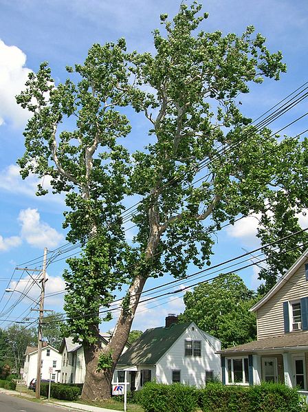 File:Revolutionary Sycamore, Danbury, CT - July 14, 2012.jpg