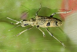 Rhagium mordax-s.jpg