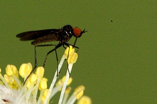 <i>Rhamphomyia nigripennis</i>