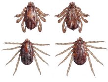 Rhipicephalus microplus von oben und unten.