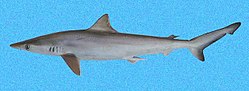 Thumbnail for Brazilian sharpnose shark