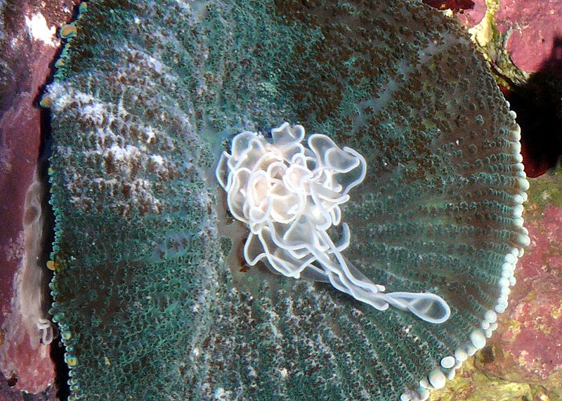 File:Rhodactis cf. inchoata.JPG