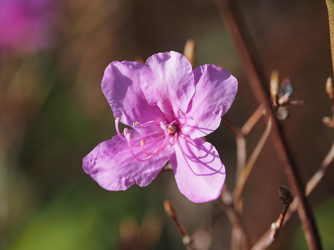 Rhododendron hyugaense