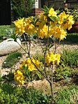 Rhododendron japonicum-wielokwiatowy.jpg